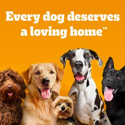 Five dogs of different breeds on an orange background with text 'Every dog deserves a loving home'.