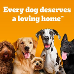 Five dogs of different breeds on an orange background with text 'Every dog deserves a loving home'.