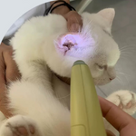 White cat receiving a check-up with a green light tool.