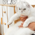 Cat wearing a transparent ball-shaped pet cone toy indoors.