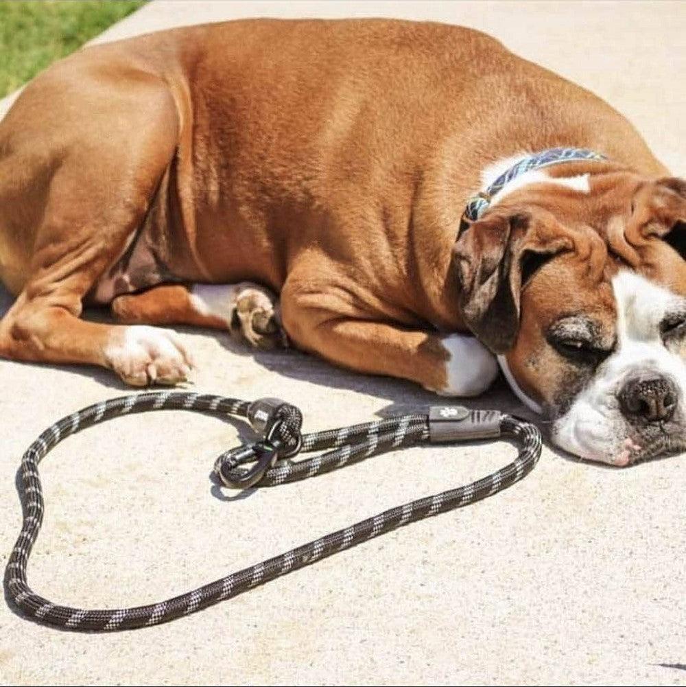 DOCO® 5ft Reflective Rope Dog Leash w/ Click & Lock Snap (3/8" Width x 5ft) (8mm*150cm).