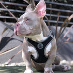DOCO® Athletica QUICK FIT Dog Harness.