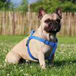 DOCO® Signature Step-In Dog Harness.