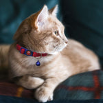 DOCO® Puffy Nylon Cat Collar.