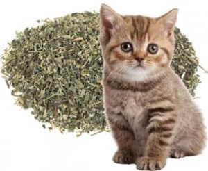 Nunbell Catnip for Cat 150ML