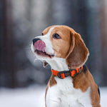 DOCO® DD Nylon Dog Collar.