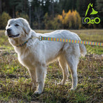 Dog on a leash in a field with a visible brand logo.