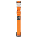Orange dog collar with metal buckle on a white background