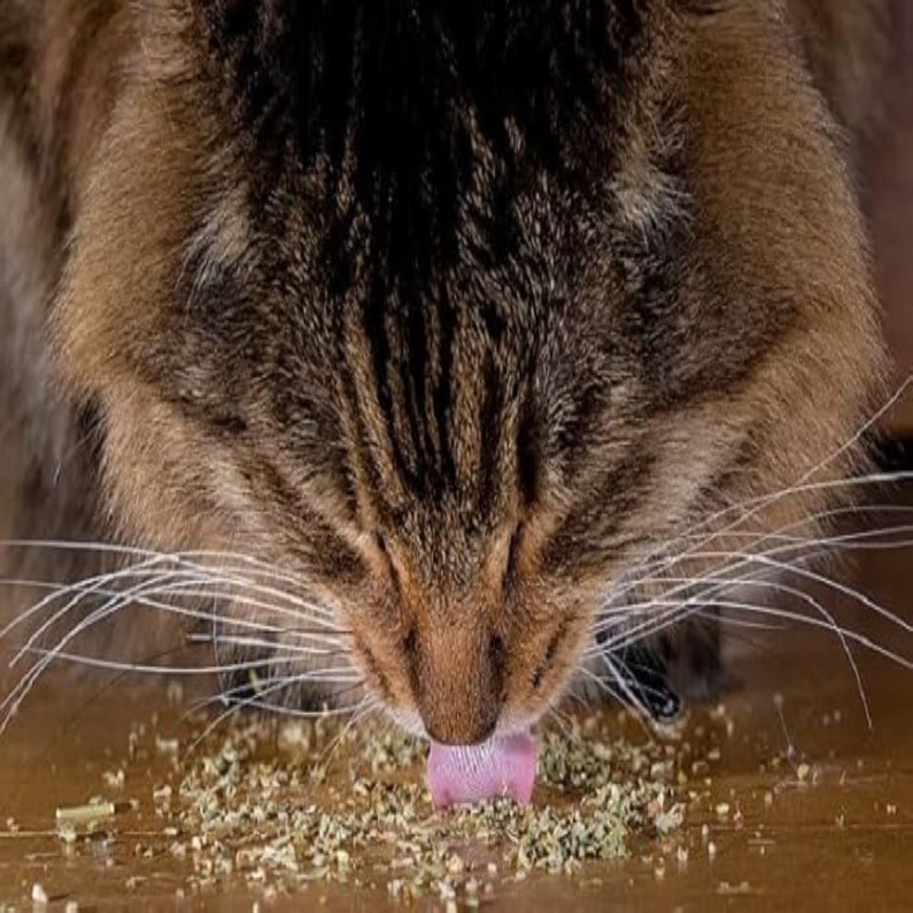 Cat eating from a pink bowl on a wooden surface