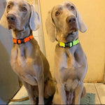 DOCO® DD Nylon Dog Collar.