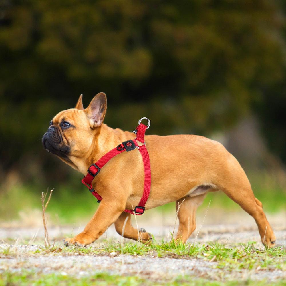 DOCO® Signature Step-In Dog Harness.