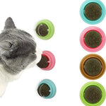 Cat playing with colorful pet toys on a white background