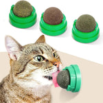 Cat interacting with a green pet nail grinder on a white background