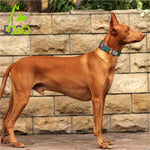 DOCO® Jacquard Stitched Weaved Collar.