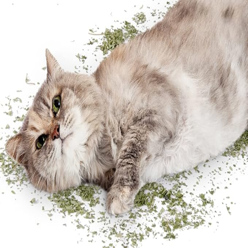 Cat lying on a snowy ground with grass peeking through