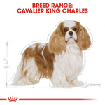 Royal Canin Cavalier King Charles 3Kg Petfast.shop Royal Canin Dog Dry Food Exclude Food petfast.shop EgyptDefault Title 2300.00