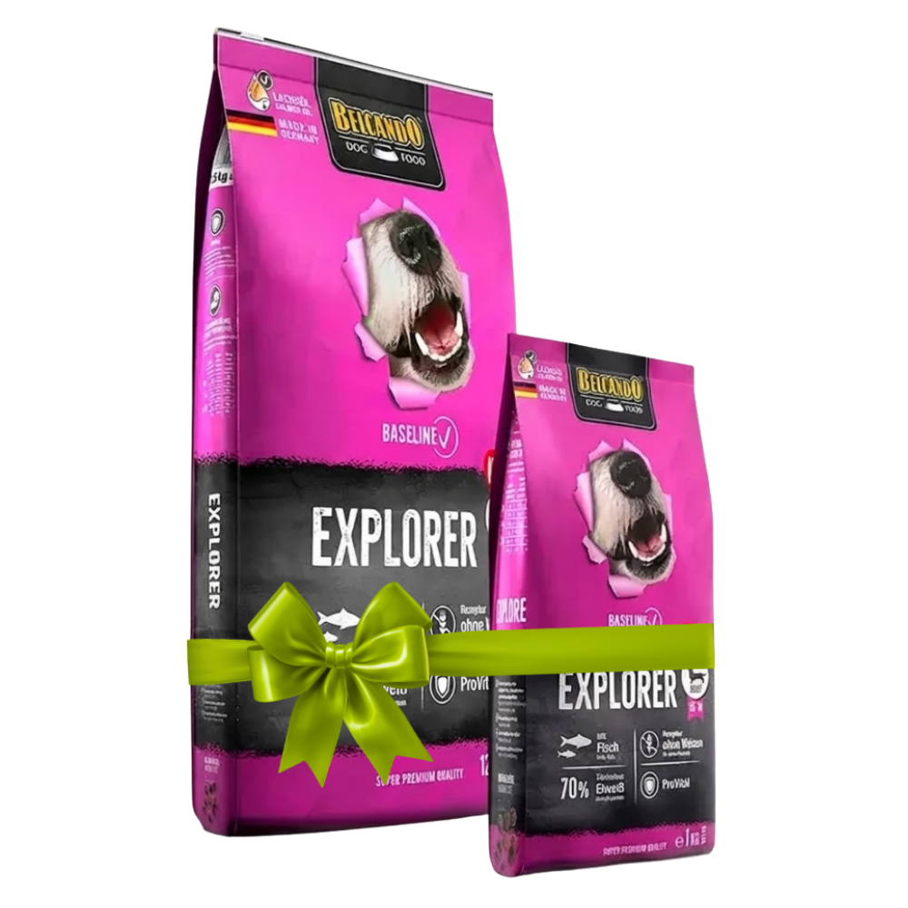 Two packages of Blackwood Explorer dog food on a white background