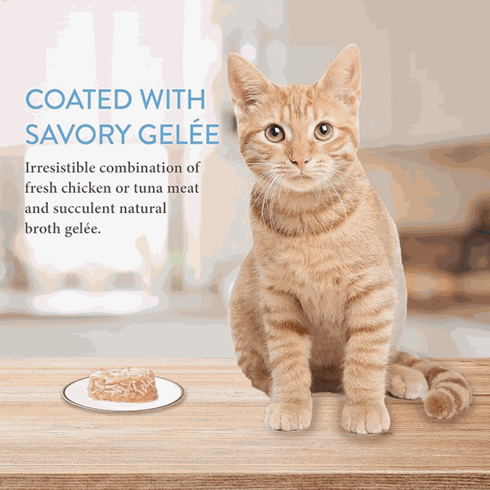 Cat sitting on a wooden surface with a plate of food, text about savory gelée.