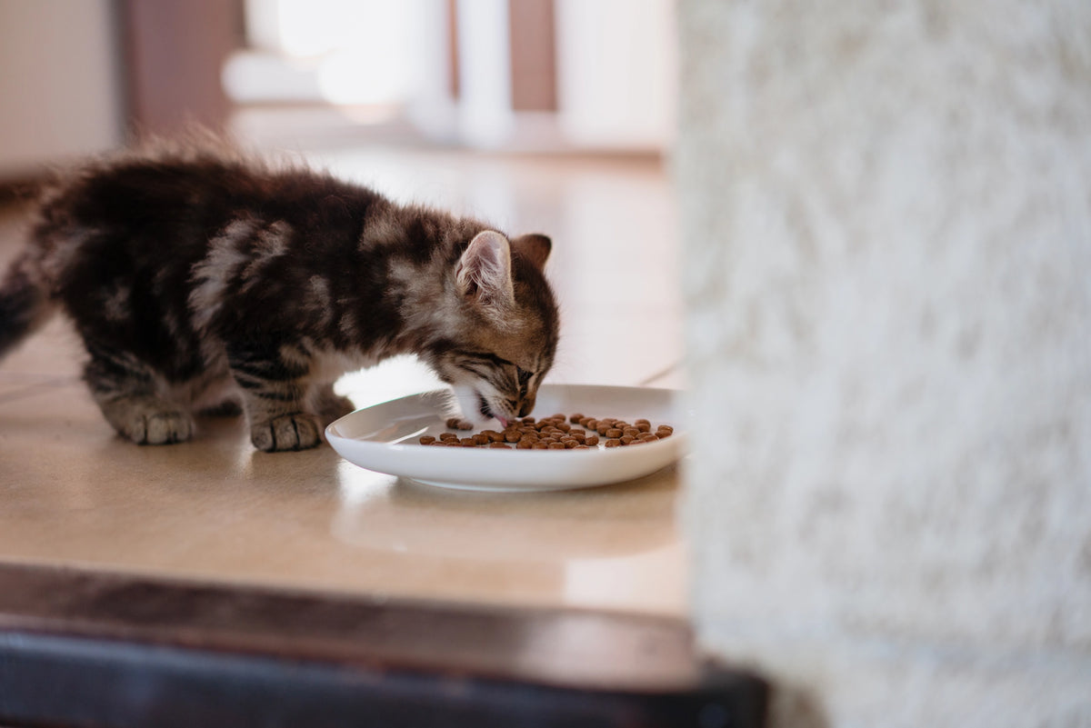 Virbac Kitten Pre Neutered