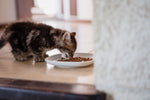 Virbac Kitten Pre Neutered