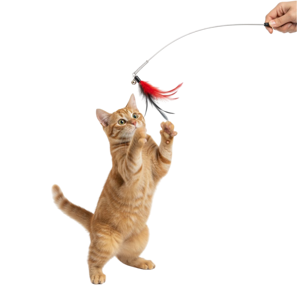 Cat playing with a toy on a white background