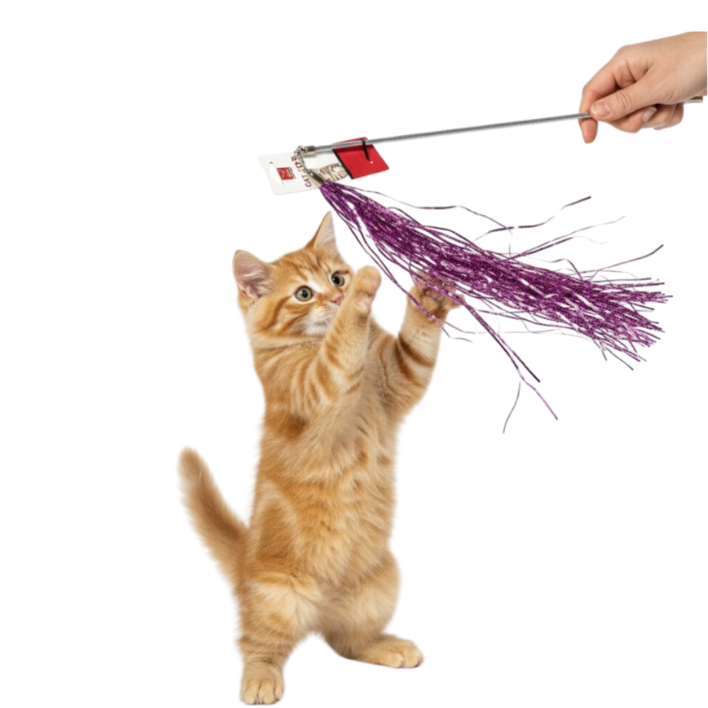 Kitten playing with a purple feather toy held by a hand on a white background