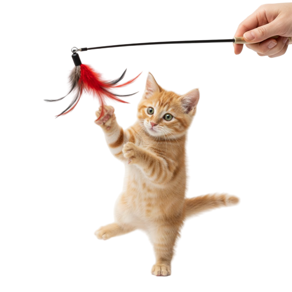 Cat playing with a feathered toy held by a hand on a white background