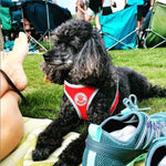 DOCO® Athletica QUICK FIT Dog Harness.