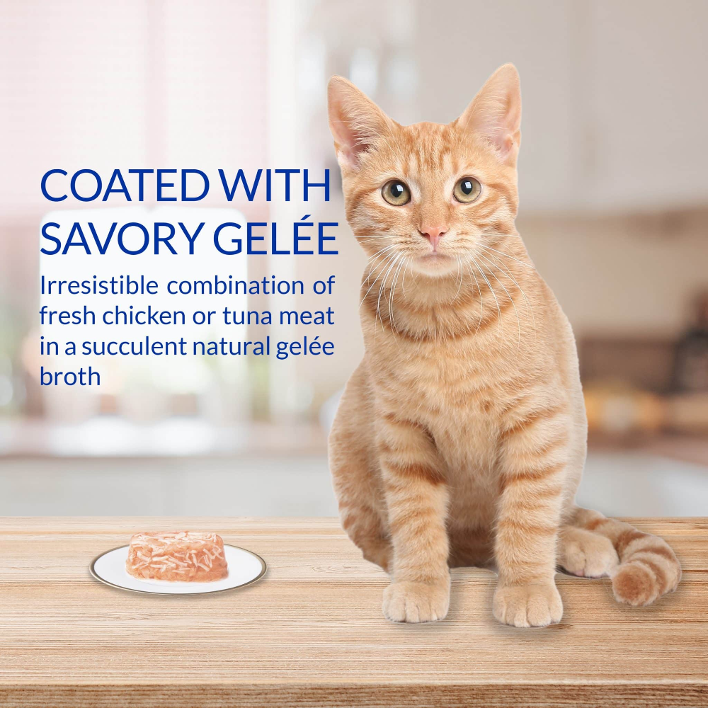Cat sitting on a table with cat food in front of it, text about savory gelé.
