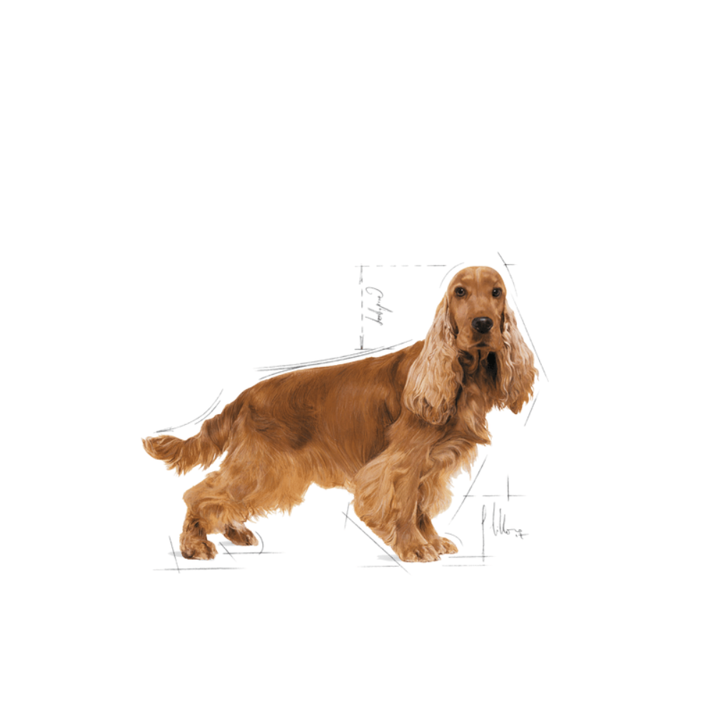 Royal Canin Cocker Spaniel Adult Dog Food 3kg.