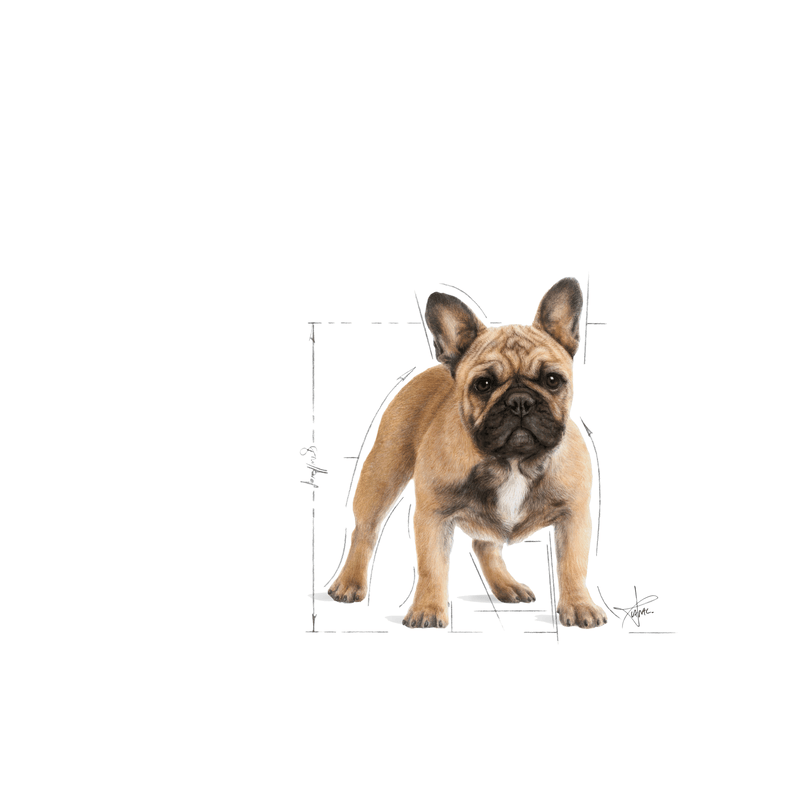 Royal Canin French Bulldog Adult Dog Food 3kg.