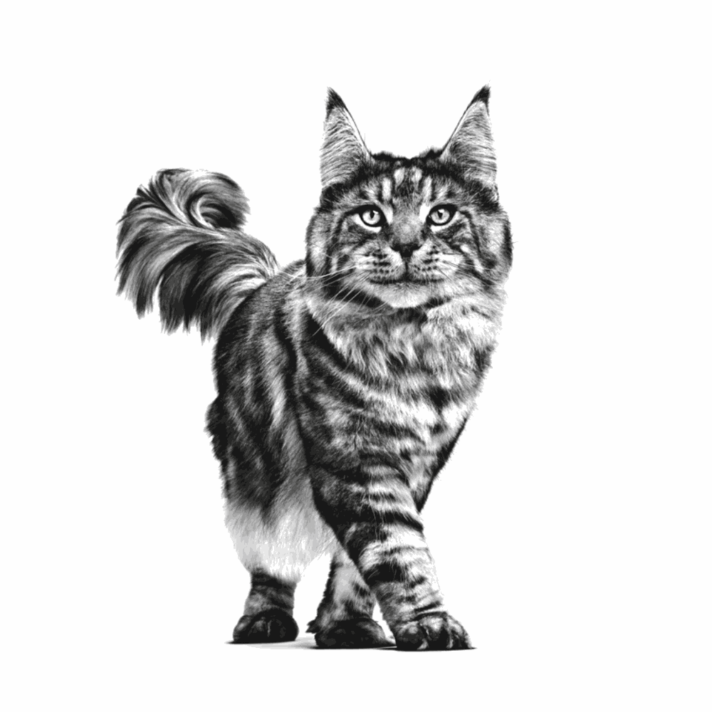 Royal Canin Gastrointestinal Fibre Response All Breeds Adult Cat Food.