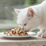 White cat eating from a plate of food on a wooden surface with a blurred natural background