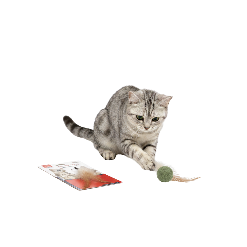 Cat playing with a green ball on a white background