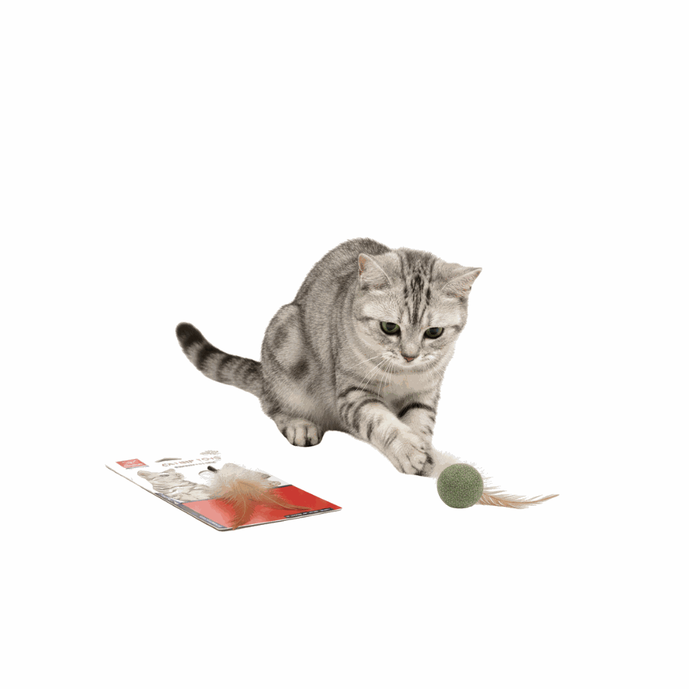Cat playing with a green ball on a white background