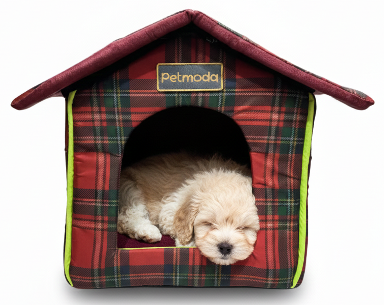 Plaid dog house with a puppy inside on a white background