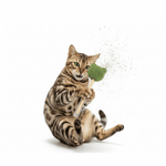 Cat holding a toy with a white background
