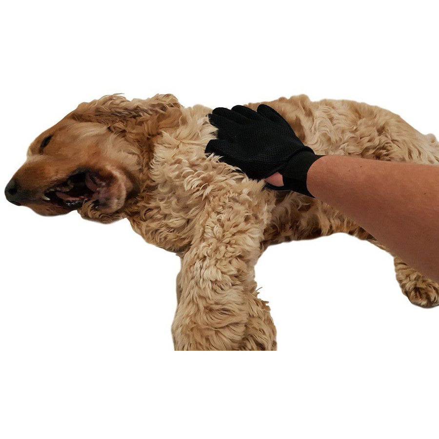 Dog being groomed with a black glove on a white background