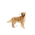Royal Canin Golden Retriever Adult Dog Food.