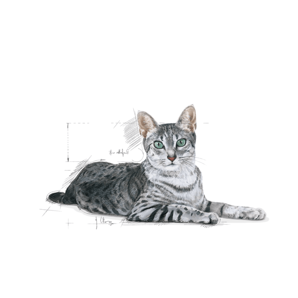 Royal Canin Indoor 7+ All Breeds Mature Cat Food.