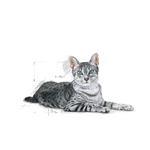Royal Canin Indoor 7+ All Breeds Mature Cat Food.
