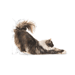 Royal Canin Indoor Long-Hair Adult Cat Food.