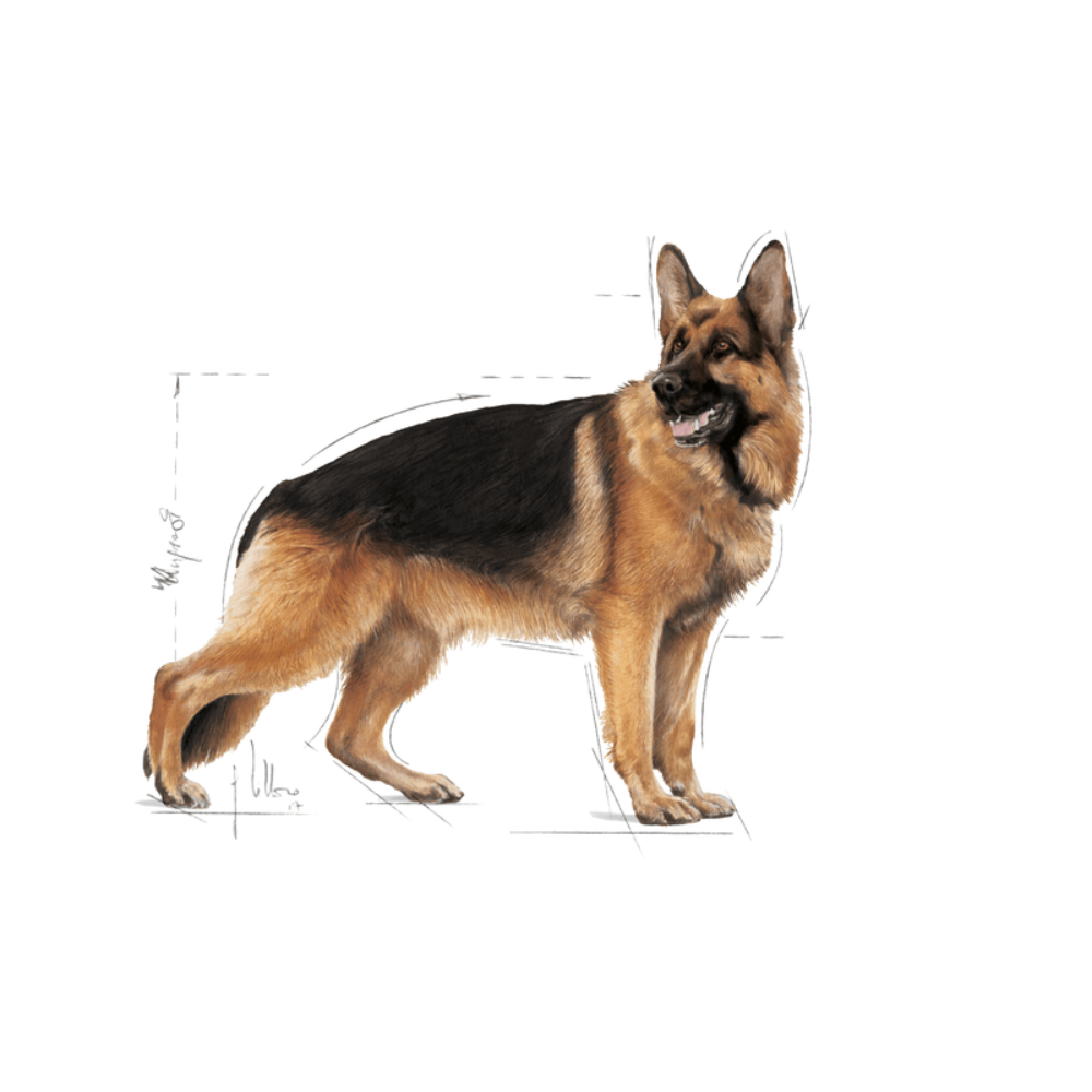 Royal Canin Maxi Large Breed Adult Dog Food.