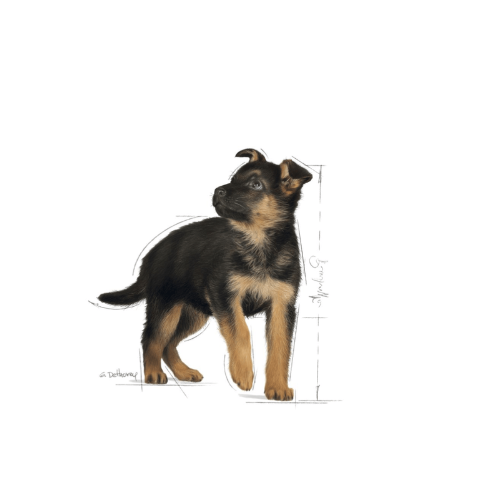 Royal Canin Maxi Large Breed Puppy Food.