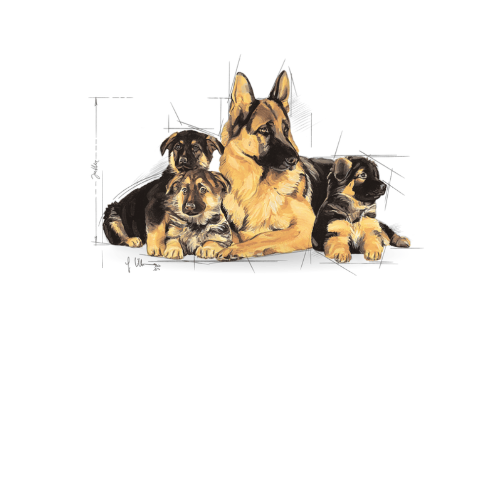 Royal Canin Maxi Starter Large Breed Mother & Babydog Food.