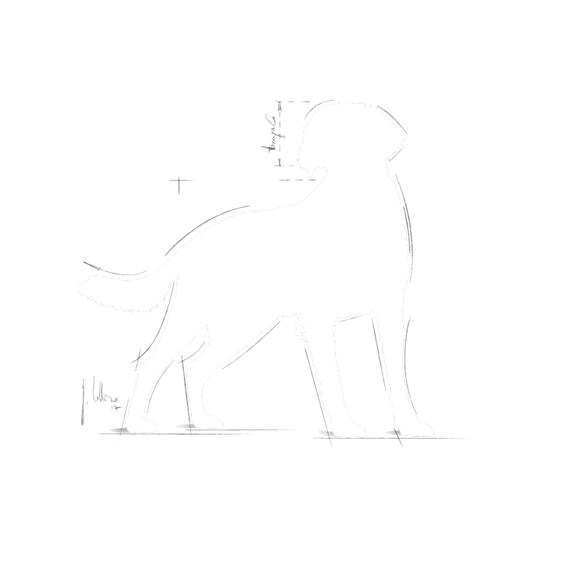 Royal Canin Medium Medium Breed Adult Dog Food.