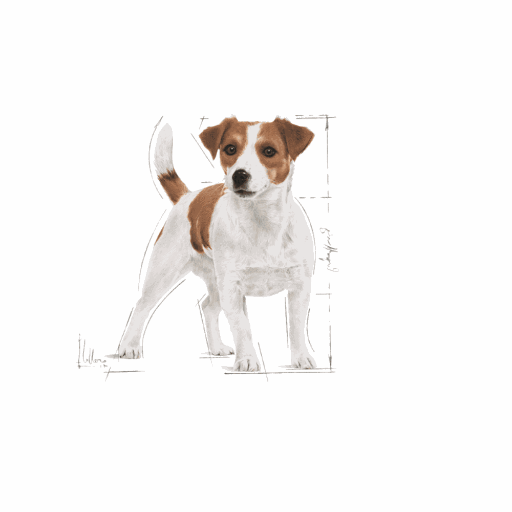 Royal Canin Mini Small Breed Adult Dog Food.