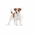 Royal Canin Mini Small Breed Adult Dog Food.