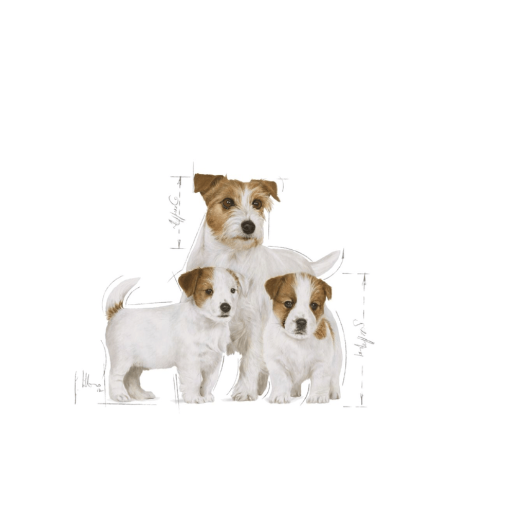 Royal Canin Mini Starter Small Breed Mother & Babydog Food 1kg.