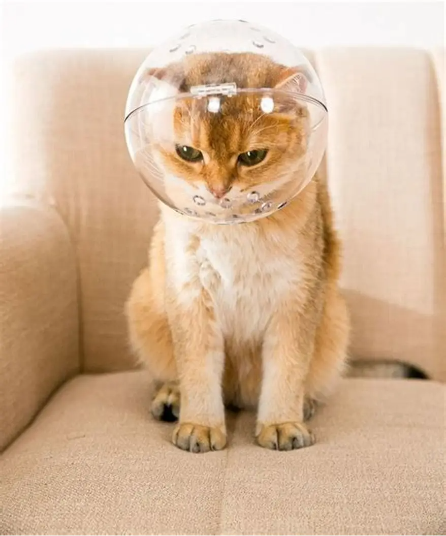Cat Space Hood